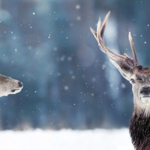 Peinture sur toile Deux Cerfs Dans La Forêt D'hiver – Image 1