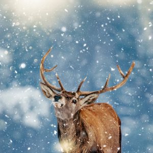 Peinture sur toile Cerf Et Flocons De Neige – Image 1