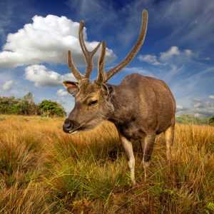 Peinture sur toile Un Cerf Dans Une Clairière – Image 1