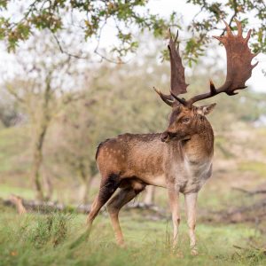 Peinture sur toile Cerf Adulte Avec De Magnifiques Bois – Image 1
