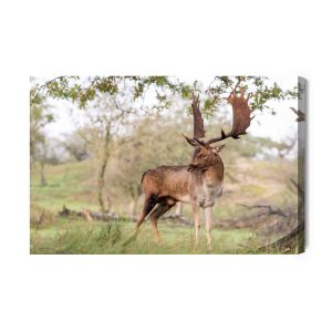 Peinture sur toile Cerf Adulte Avec De Magnifiques Bois – Image 2