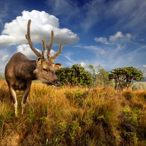 Peinture sur toile Cerf Contre Le Ciel – Image 1