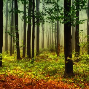 Peinture sur toile Paysage Forestier 3D – Image 1