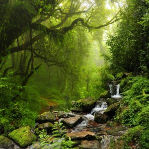 Peinture sur toile Forêt Subtropicale Au Népal – Image 1