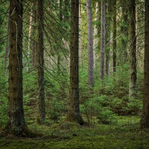 Peinture sur toile Vue 3D De La Forêt – Image 1
