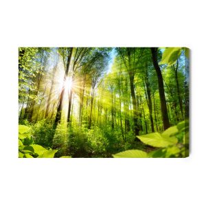 Peinture sur toile Lever Du Soleil Dans Une Forêt Verte – Image 2
