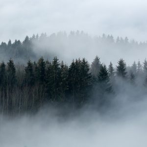 Peinture sur toile Arbres Enveloppés De Brouillard – Image 1