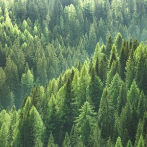 Peinture sur toile Forêt De Conifères Verte – Image 1