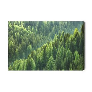 Peinture sur toile Forêt De Conifères Verte – Image 2