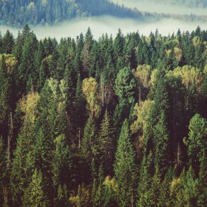 Peinture sur toile Forêt Avec Brouillard En Arrière-Plan – Image 1