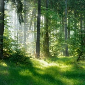 Peinture sur toile Le Soleil Pointe Dans La Forêt – Image 1