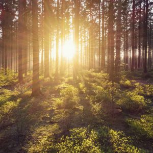 Peinture sur toile Les Rayons Du Soleil Dans La Forêt – Image 1