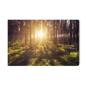 Peinture sur toile Les Rayons Du Soleil Dans La Forêt – Image 2