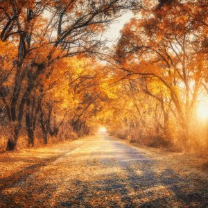 Peinture sur toile Route Dans La Forêt 3D D'automne – Image 1