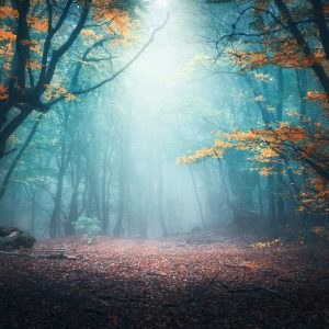 Peinture sur toile Forêt 3D Mystique – Image 1