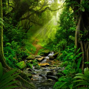 Peinture sur toile Forêt Tropicale 3D – Image 1