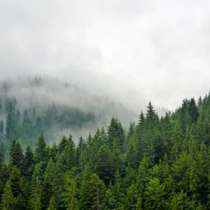 Peinture sur toile Brouillard Sur La Forêt De Conifères – Image 1