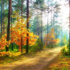 Peinture sur toile Rayons Du Soleil Dans La Forêt 3D – Image 1