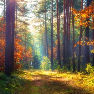 Peinture sur toile Forêt D'automne Au Soleil Du Matin – Image 1