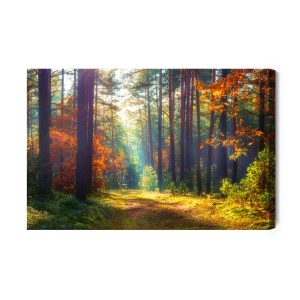 Peinture sur toile Forêt D'automne Au Soleil Du Matin – Image 2