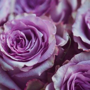 Peinture sur toile Belles Roses Violettes – Image 1