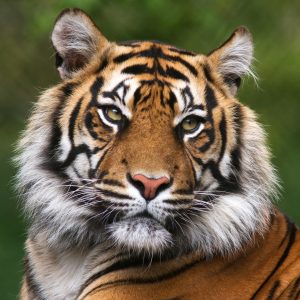 Peinture sur toile Portrait D'un Tigre Du Bengale – Image 1