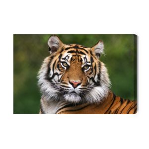 Peinture sur toile Portrait D'un Tigre Du Bengale – Image 2