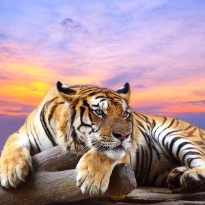 Peinture sur toile Tigre Au Repos – Image 1