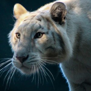 Peinture sur toile Beau Tigre Blanc – Image 1