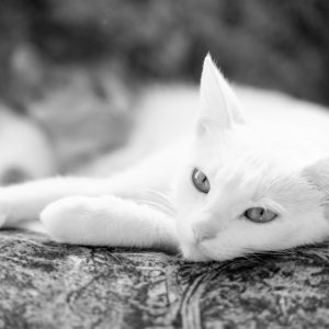 Peinture sur toile Un Chat Blanc Au Repos – Image 1
