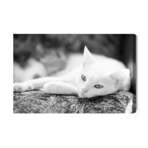 Peinture sur toile Un Chat Blanc Au Repos – Image 2