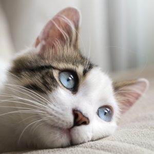 Peinture sur toile Chaton Rêveur – Image 1
