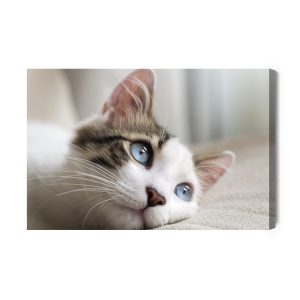 Peinture sur toile Chaton Rêveur – Image 2