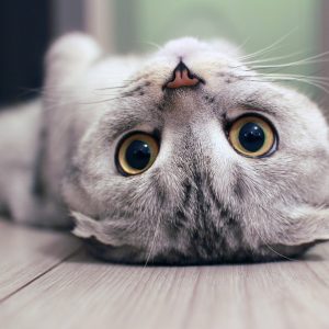 Peinture sur toile Chat Scottish Fold – Image 1