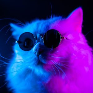 Peinture sur toile Chat Avec Des Lunettes De Soleil – Image 1