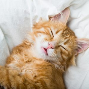 Peinture sur toile Chaton Somnolent Au Gingembre – Image 1