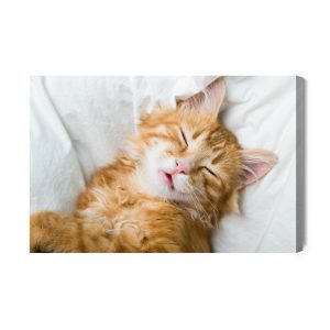Peinture sur toile Chaton Somnolent Au Gingembre – Image 2