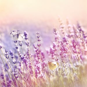 Peinture sur toile Fleurs De Lavande Baignées De Soleil – Image 1