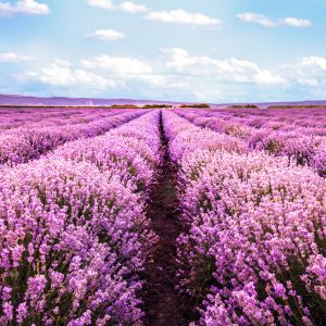 Peinture sur toile Champ De Lavande En Fleurs 3D – Image 1