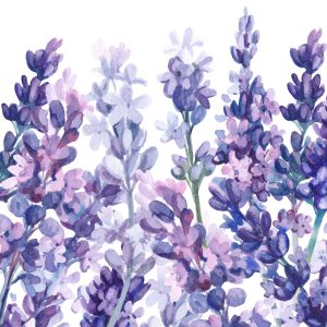 Peinture sur toile Lavande Aquarelle Sur Fond Blanc – Image 1