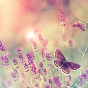 Peinture sur toile Papillons Et Fleurs De Lavande – Image 1