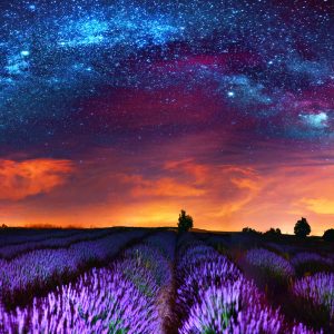 Peinture sur toile Champ De Lavande Par Une Nuit Étoilée – Image 1