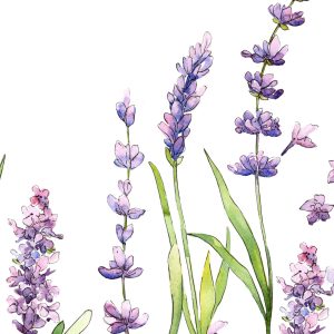 Peinture sur toile Fleurs De Lavande Aquarelle Sur Fond Blanc – Image 1
