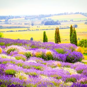 Peinture sur toile Champ De Lavande En Fleurs Avec Un Effet 3D – Image 1