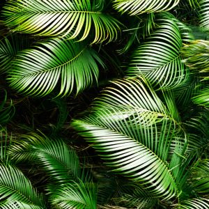 Peinture sur toile Feuilles De Palmier Vertes – Image 1