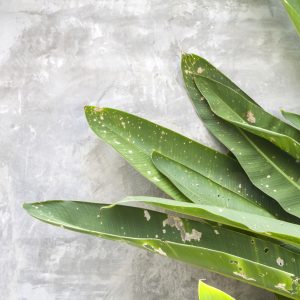 Peinture sur toile Feuilles Vertes Sur Fond De Béton – Image 1
