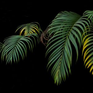 Peinture sur toile Feuilles De Palmiers Tropicaux – Image 1