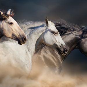 Peinture sur toile Trois Chevaux Au Galop – Image 1