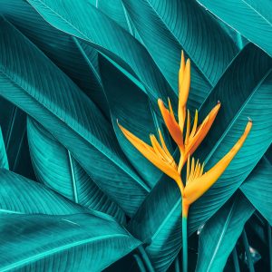Peinture sur toile Fleur Orange Sur Fond De Feuilles Tropicales – Image 1
