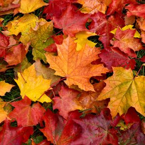 Peinture sur toile Feuilles D'érable Aux Couleurs De L'automne – Image 1